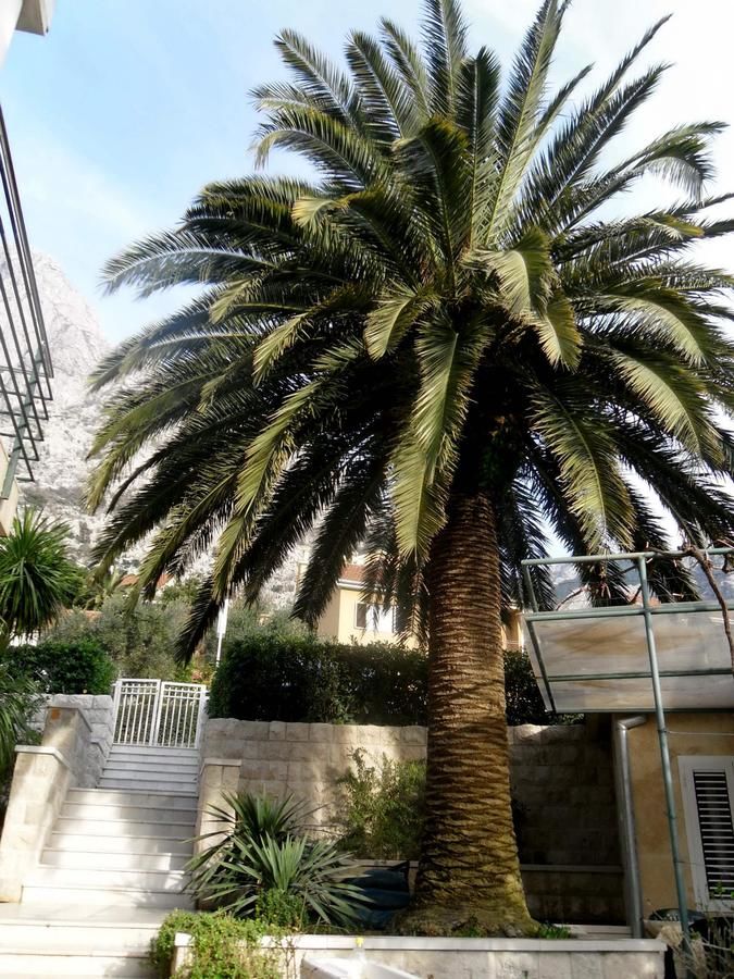 Апартаменты Palma Apartments Котор-35